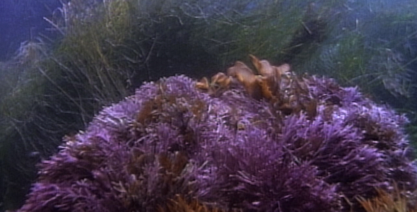 Underwater Tidal Surge:Sequence alt