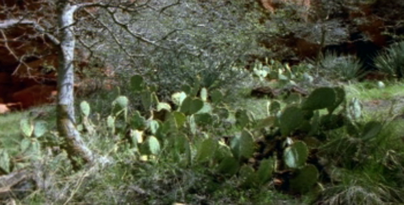 Zion Cactus Scenic