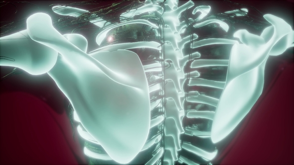 Human Body with Visible Skeletal Bones, Motion Graphics | VideoHive