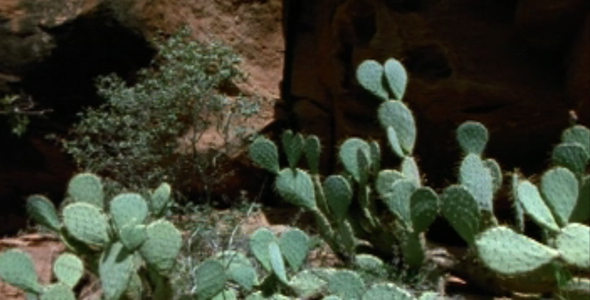 Cactus Canyon