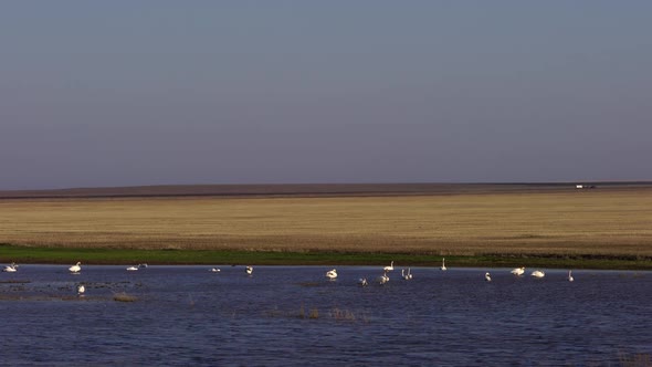 White Swans and Various Minor Birds in Harmony at Lake. alt