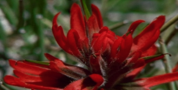 Red Wildflower: 3 Shot
