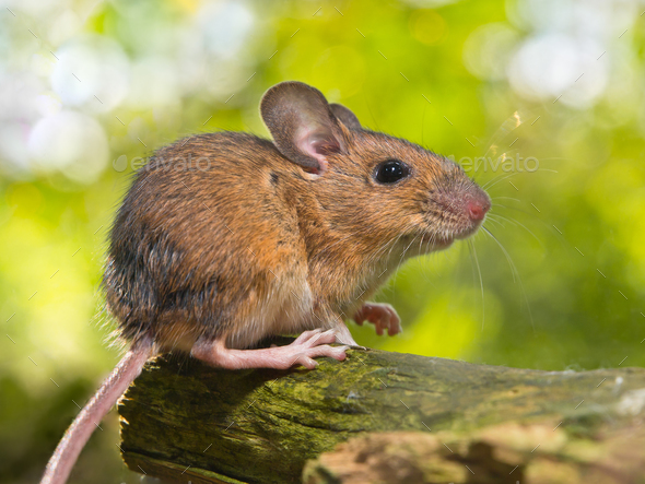 Side View of a Field Mouse (Apodemus sylvaticus) on a Branch - Stock Photo - Images