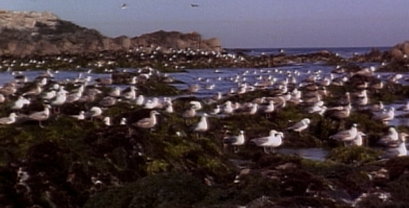 Flock of Gulls along Shoreline