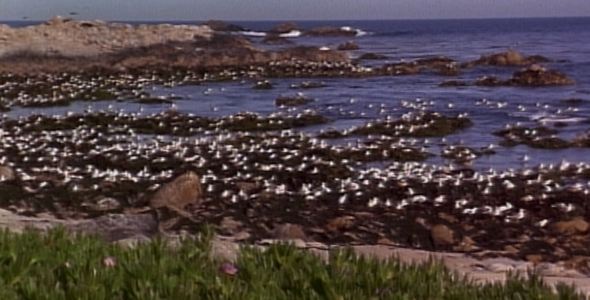 Flock of Gulls along Shoreline 2