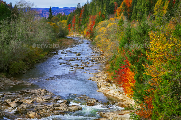 Autumn Creek Woods With Colorfull Trees Foliage And Rocks In For Stock