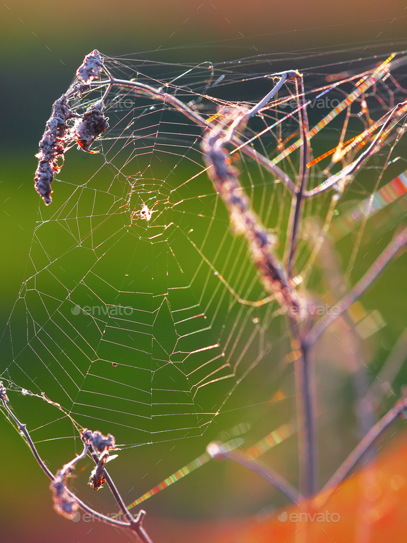 Web of a spider against sunrise