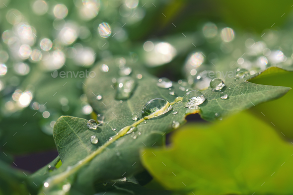 Morning dew on the plant in soft focus - Stock Photo - Images