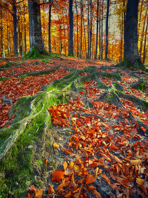 Landscape with the autumn forest - Stock Photo - Images