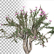 Crepe Myrtle Bush Crepe Myrtle Bush - VideoHive Item for Sale