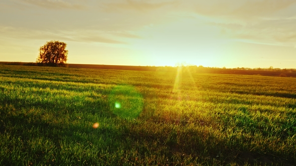 Beautiful Scenery - Green Meadow at Sunset with a Lonely Tree on the ...