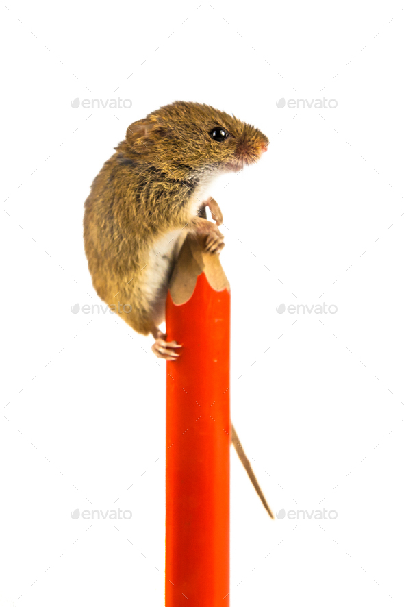 Harvesting mouse (Micromys minutus) on a school pen - Stock Photo - Images