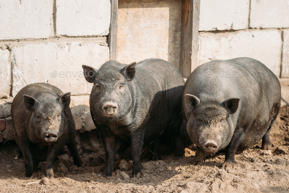 Household A Large Black Pigs In Farm. Pig Farming Is Raising And - Stock Photo - Images