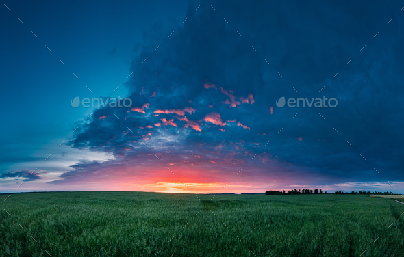 Panoramic Landscape Of Green Young Oat Plantation In Spring Fiel - Stock Photo - Images