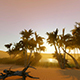 Oasis And Palm Tree - VideoHive Item for Sale