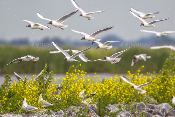 Breeding colony of black headed gull Stock Photo by CreativeNature_nl