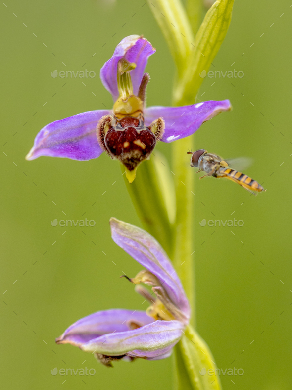 Yellow Hoverfly near Pink flowers of Bee orchid - Stock Photo - Images