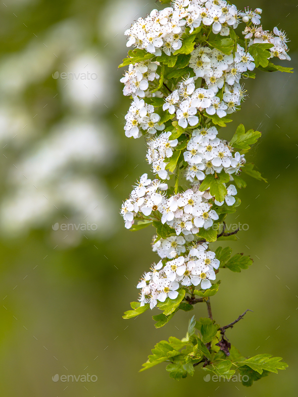 Blossom of common hawthorn - Stock Photo - Images