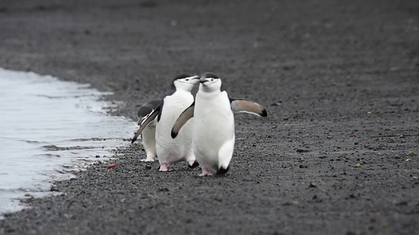 Chinstrap Penguins on the Beach