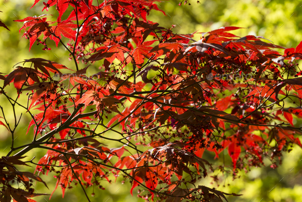 Maple Tree With Spring Red Leaves Stock Photo By Alessandrozocc Photodune