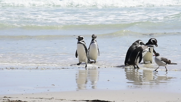 Magellanic Penguin on the Beach