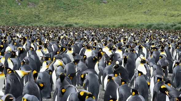 King Penguins at South Georgia