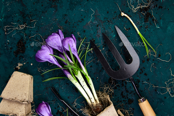 Gardening tools, peat pots, crocus flower. spring - Stock Photo - Images
