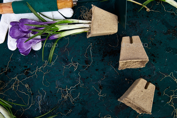 Gardening tools, peat pots, crocus flower. spring - Stock Photo - Images
