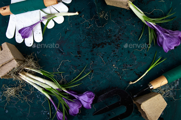 Gardening tools, peat pots, crocus flower. spring - Stock Photo - Images