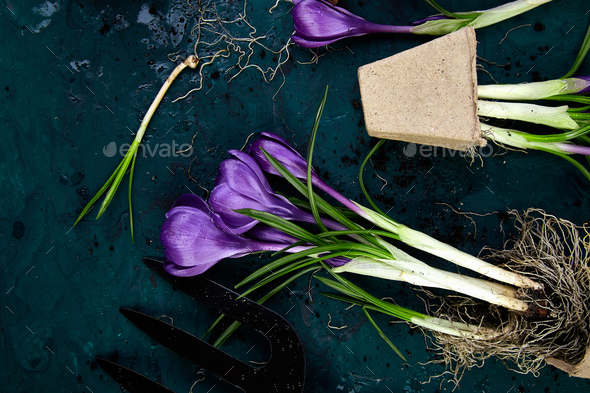 Gardening tools, peat pots, crocus flower. spring - Stock Photo - Images