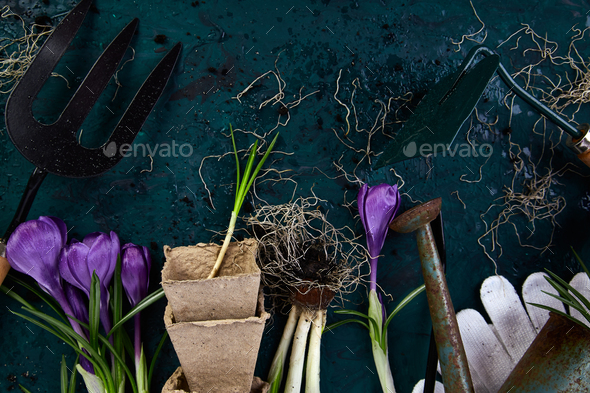 Gardening tools, peat pots, crocus flower. spring - Stock Photo - Images