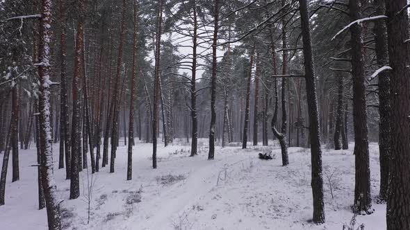 The Forest in Winter Period