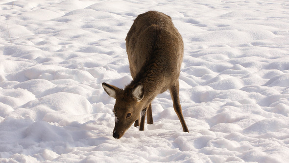Sika Deer on Winter Background