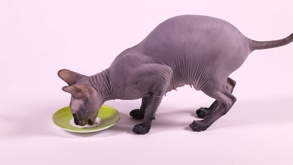 Purebred Don Sphynx Cat Eating From a Saucer
