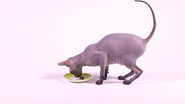 Don Sphynx Cat Eating From a Saucer
