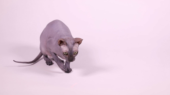 Don Sphynx Cat Playing With Laser Pointer Beam
