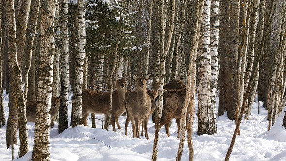 A Herd of Sika Deer in The Forest