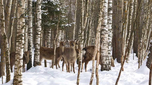 A Herd of Wild Sika Deer in The Forest