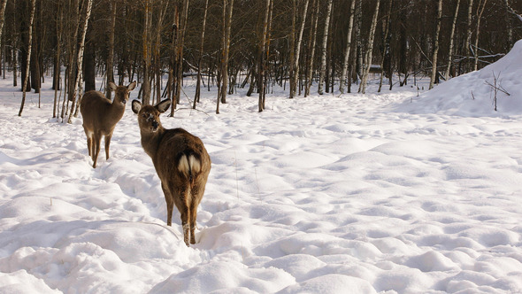 Two Sika Deer in The Winter Forest