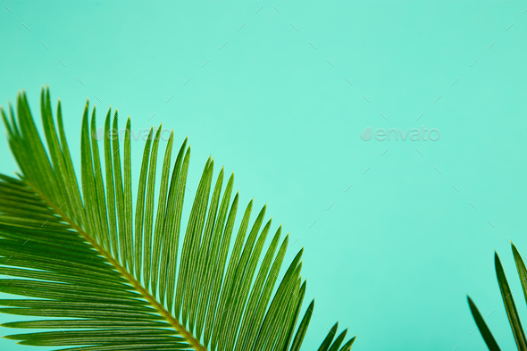 Summer green palm leave background Stock Photo by bondarillia | PhotoDune