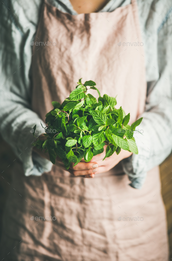 Female farmer holding bunch of fresh green mint, selective focus - Stock Photo - Images