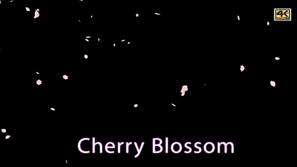 Cherry Blossom alt