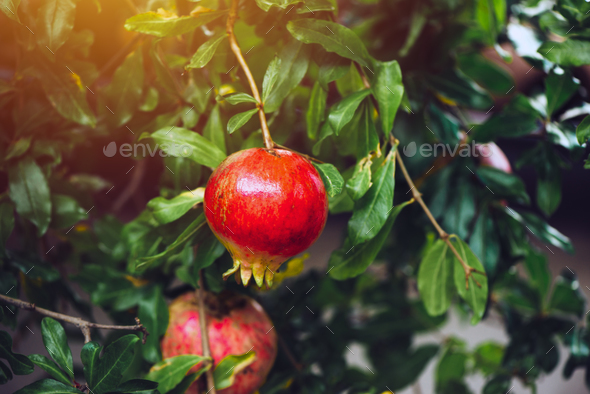 Download Ripe Pomegranate Fruit On The Tree Branch Stock Photo By Stevanovicigor