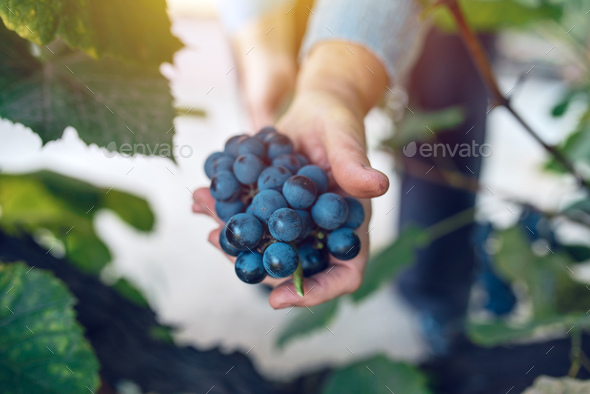 Female viticulturist harvesting grapes in grape yard - Stock Photo - Images