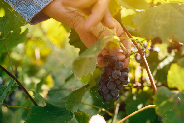 Female viticulturist harvesting grapes in grape yard - Stock Photo - Images