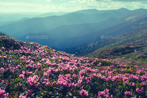 Magic pink rhododendron - Stock Photo - Images