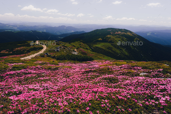 Magic pink rhododendron - Stock Photo - Images