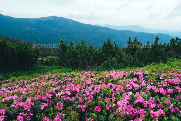 Magic pink rhododendron - Stock Photo - Images