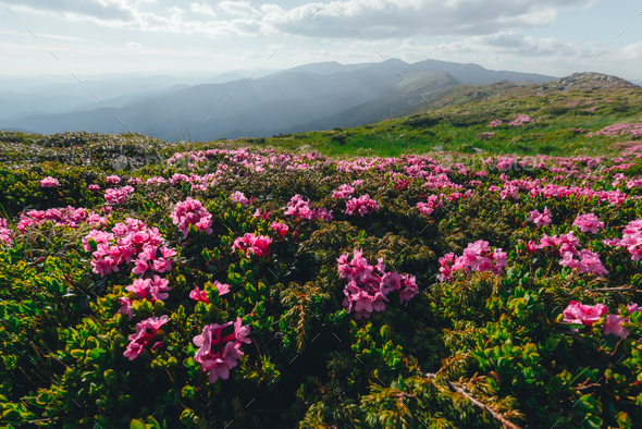 Magic pink rhododendron - Stock Photo - Images