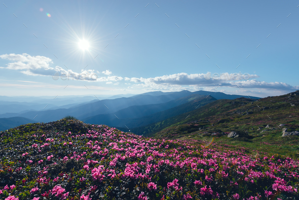 Magic pink rhododendron - Stock Photo - Images